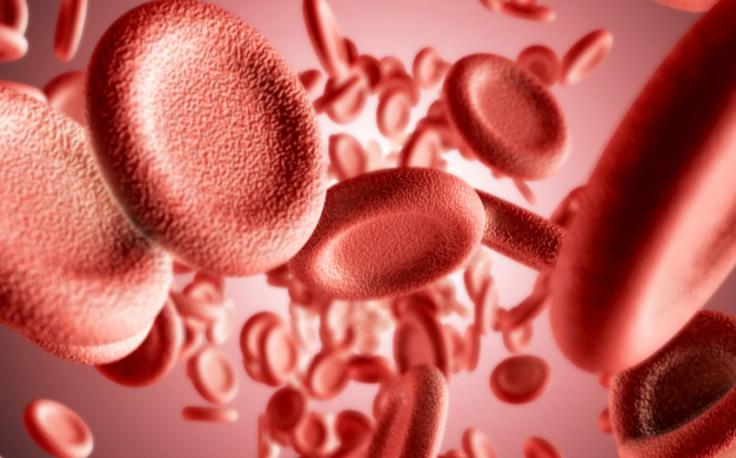 New joint master Transfusion Medicine and Cellular and Tissue Therapies