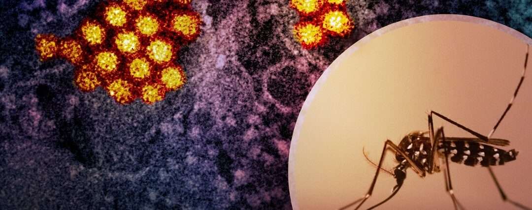 Leiden scientists create first-ever dengue-on-a-chip to study this deadly virus