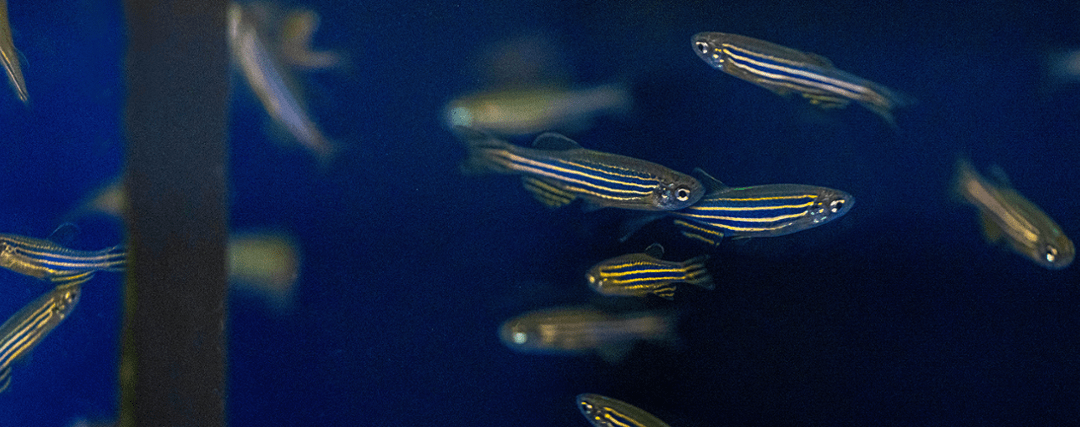 Bold and anxious fish help in the hunt for medication for ADHD and depression