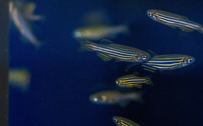 Bold and anxious fish help in the hunt for medication for ADHD and depression