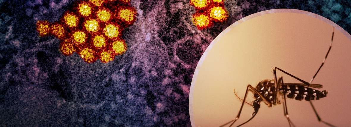 Leiden scientists create first-ever dengue-on-a-chip to study this deadly virus