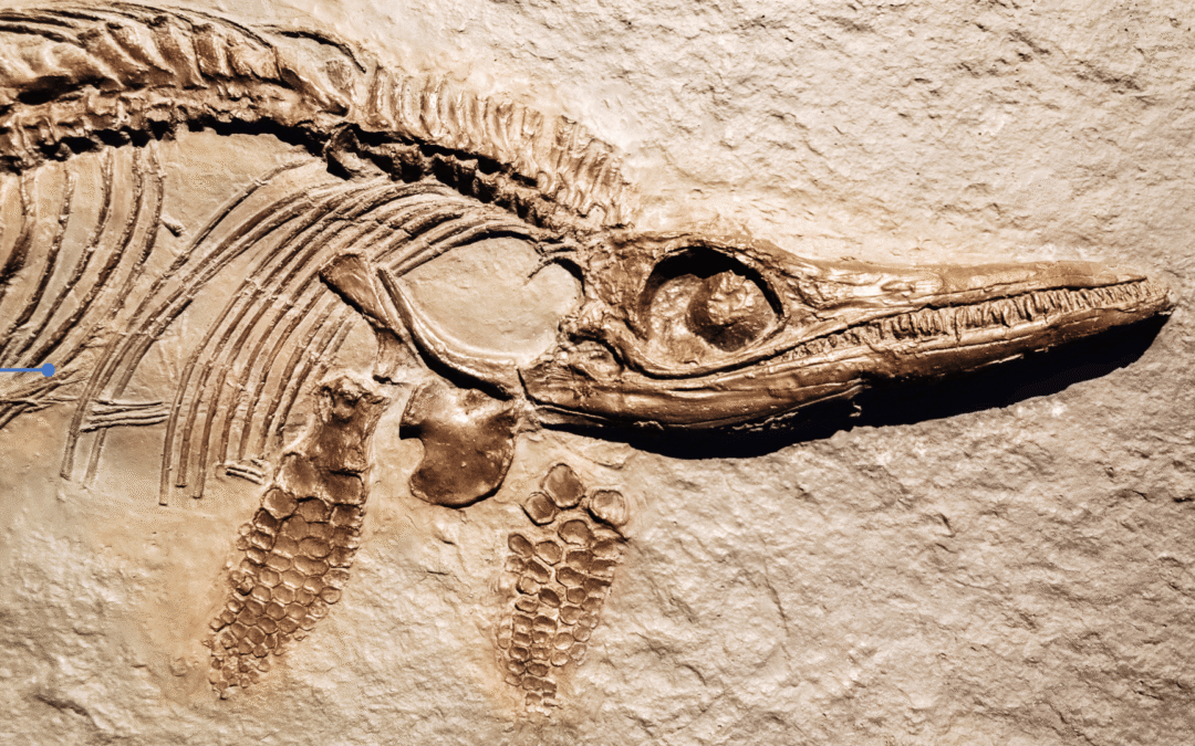 Open Day Naturalis- LiveScience