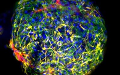 New platform to accelerate cardiac drug development