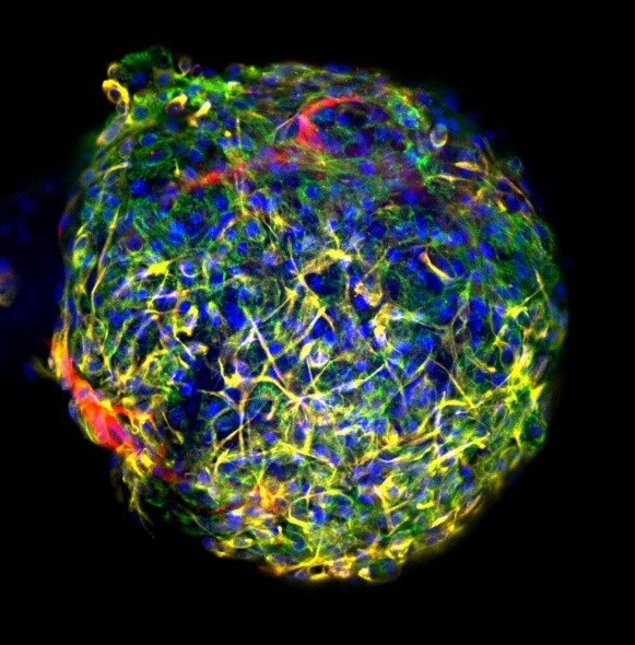 New platform to accelerate cardiac drug development