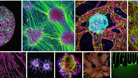 Leiden Micrograph Contest – Van Leeuwenhoek Awards