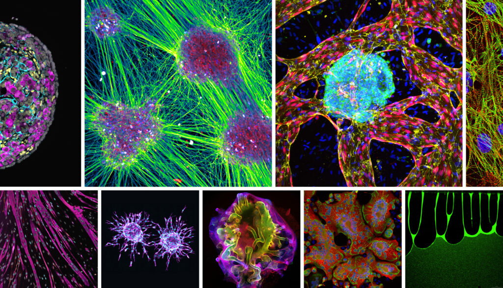 Van Leeuwenhoek Awards – Award ceremony |Dutch Bio Science Week